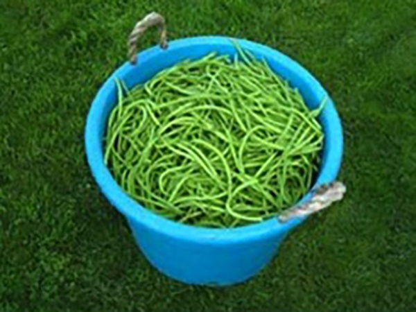 Green Beans in blue container