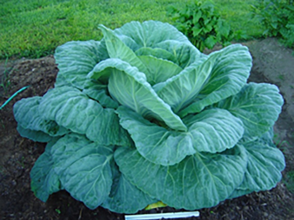 John Evans Cabbage After