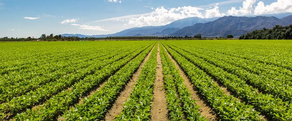 agricultural field with green leafy produce