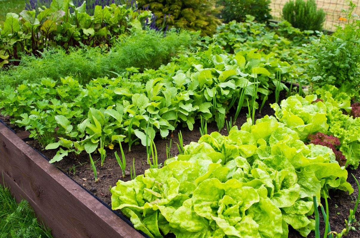 garden box