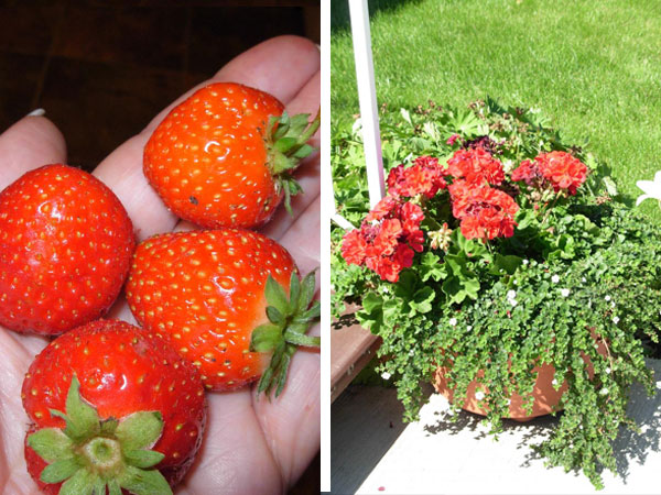 strawberries and flowers after the usage of vortex water revitalizer.