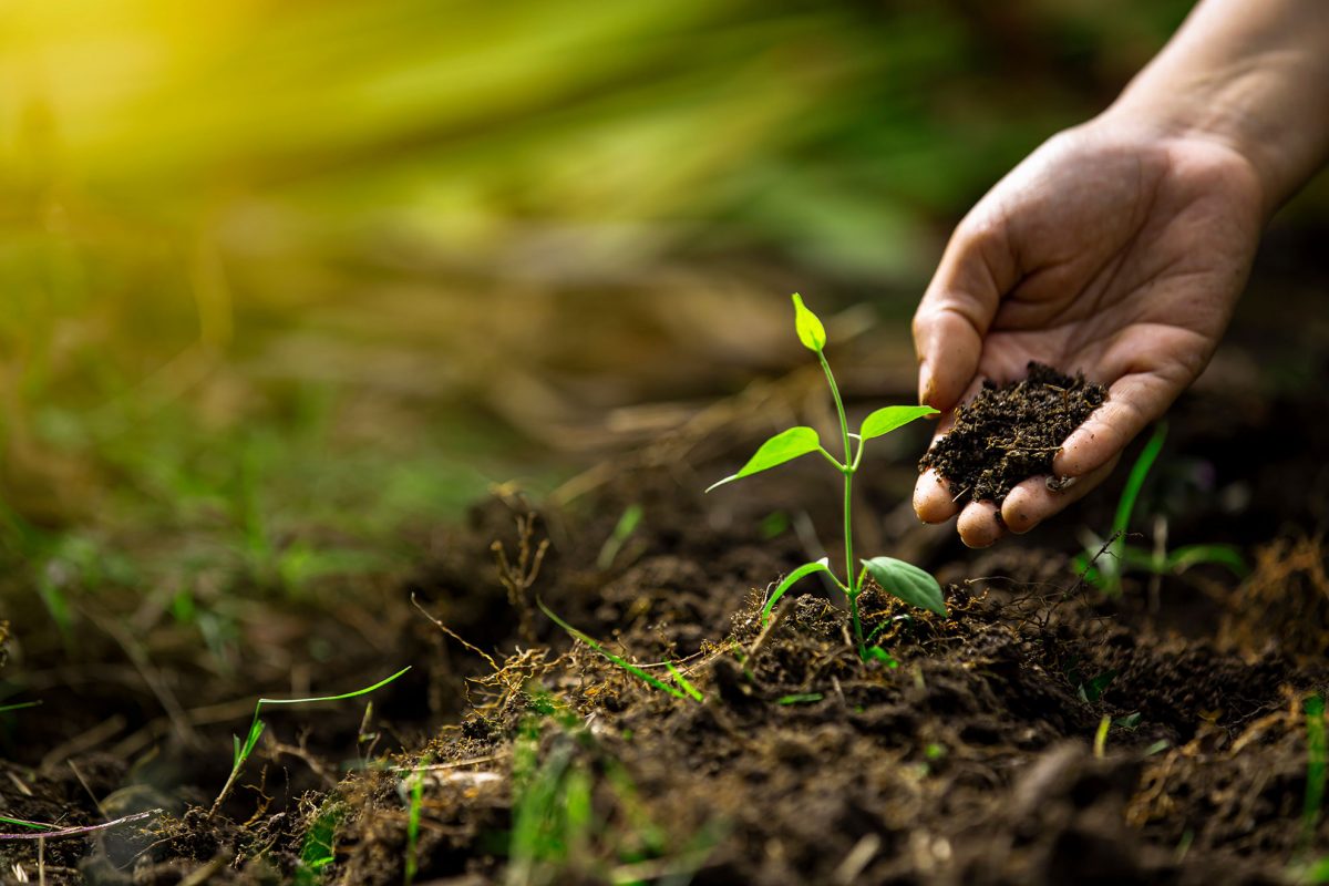 soil nutrients