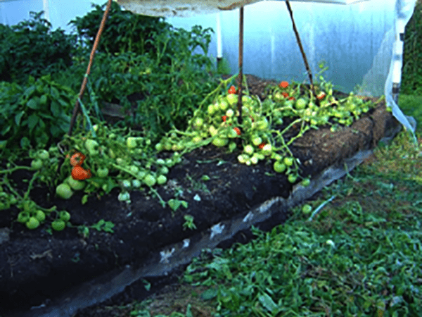 tomato plant