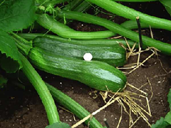 zucchinis before