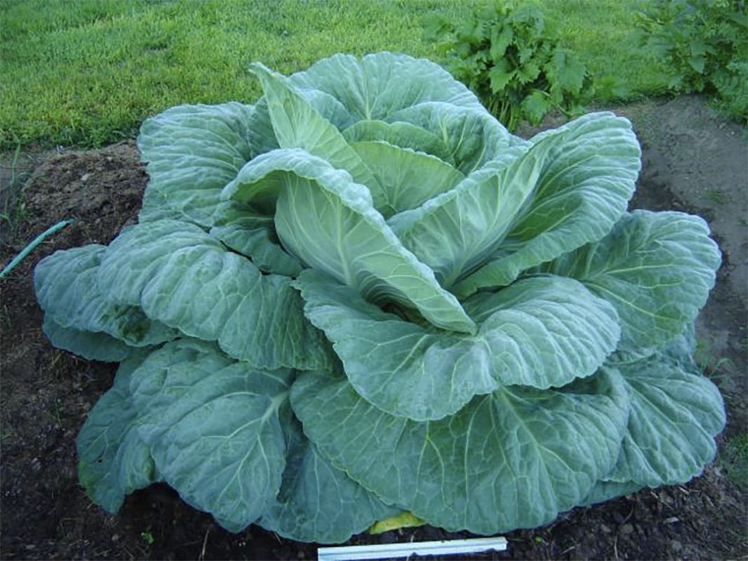 cabbage plant using vortex structured water revitalizer