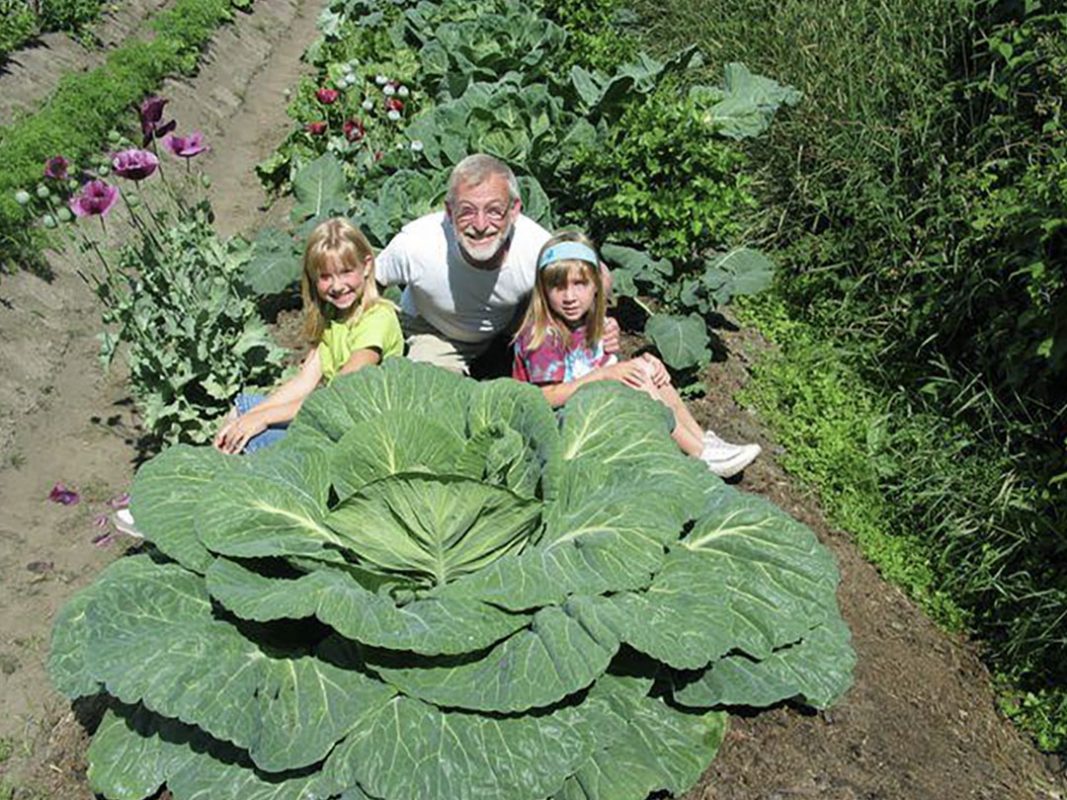 cabbage plant using vortex structured water revitalizer