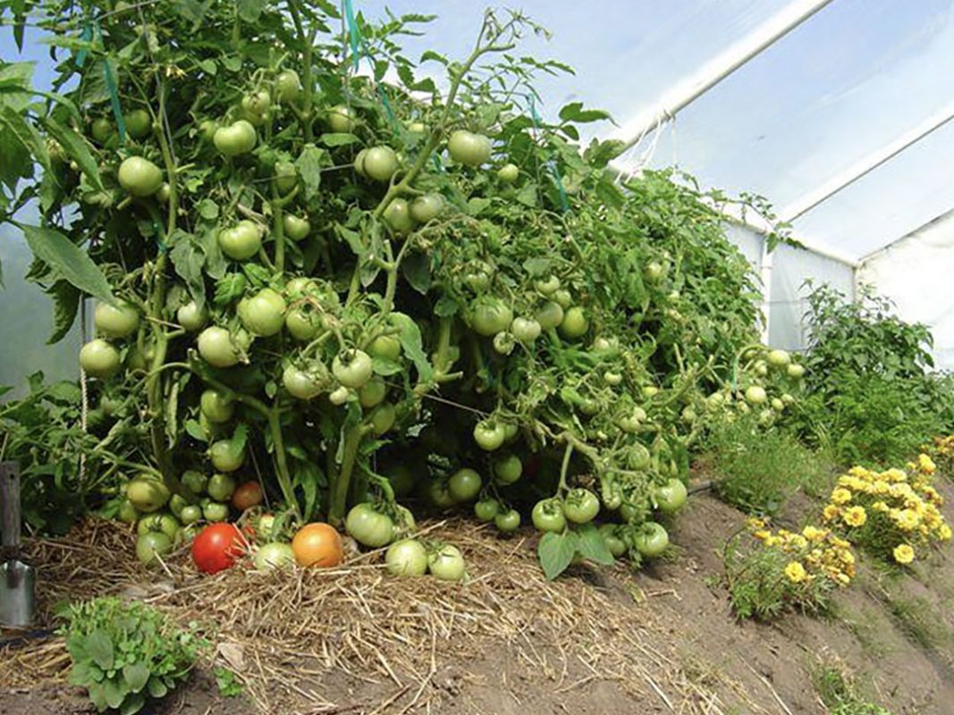 tomato plant using vortex structured water revitalizer