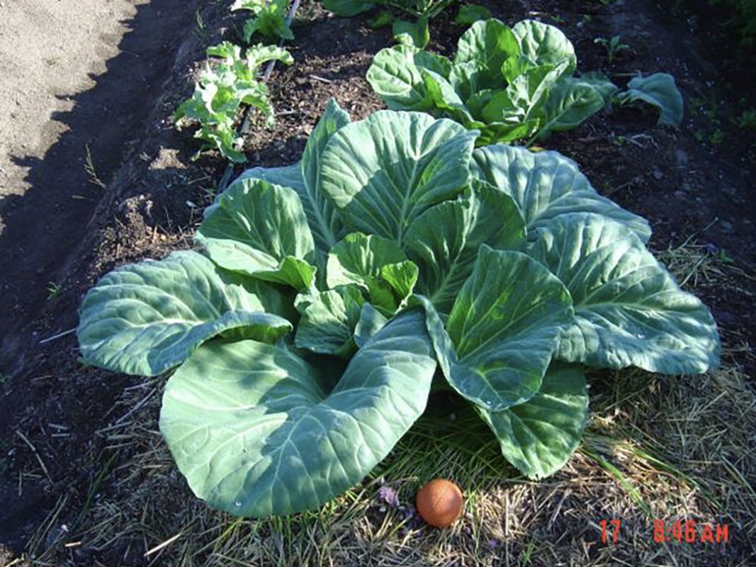 vegetable production using vortex structured water revitalizer