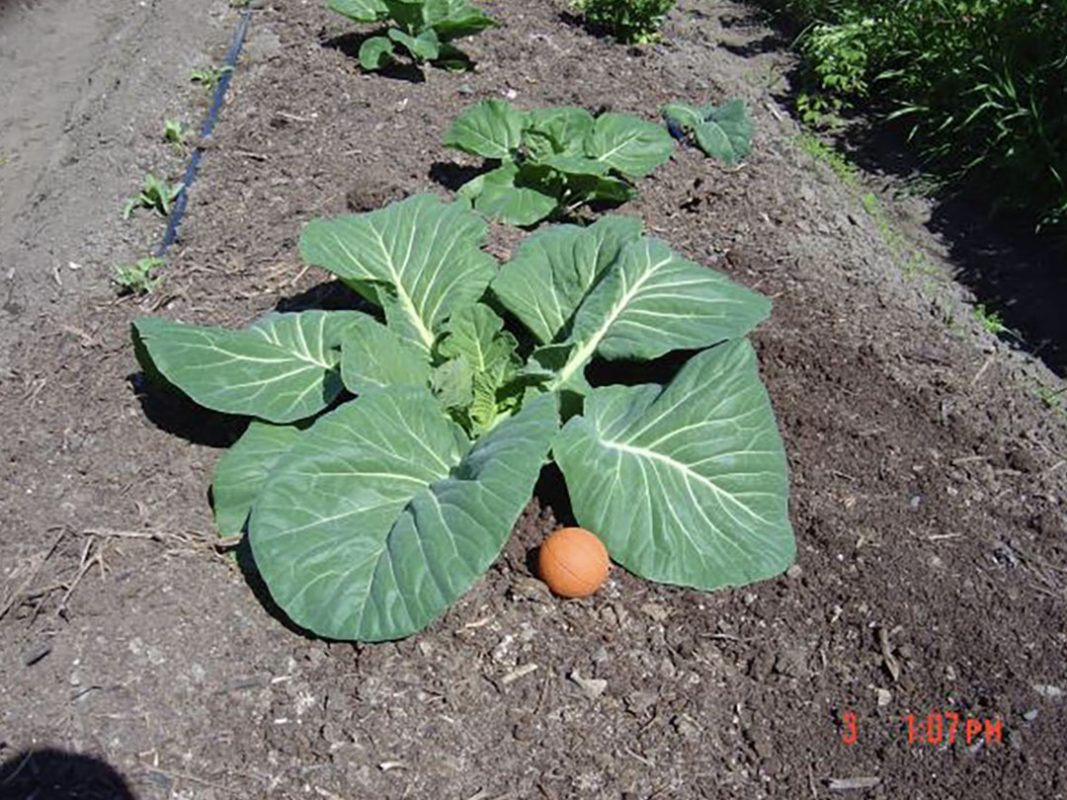 vegetable production using vortex structured water revitalizer