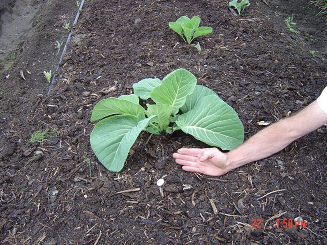 vegetable production using vortex structured water revitalizer