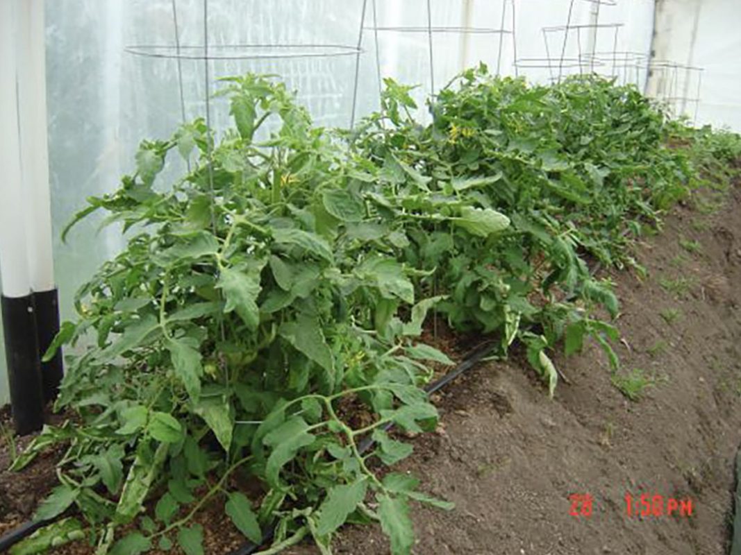 tomato plant using vortex structured water revitalizer