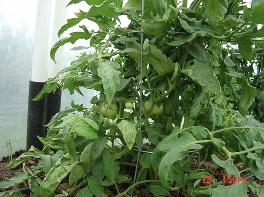 tomato plant using vortex structured water revitalizer