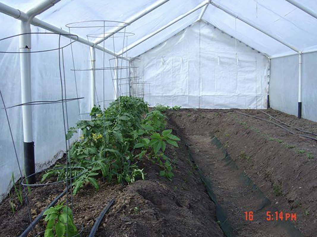 vegetable production using vortex structured water revitalizer