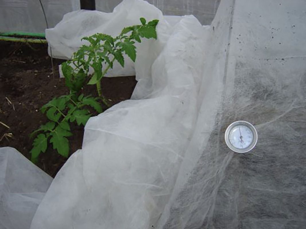 vegetable production using vortex structured water revitalizer