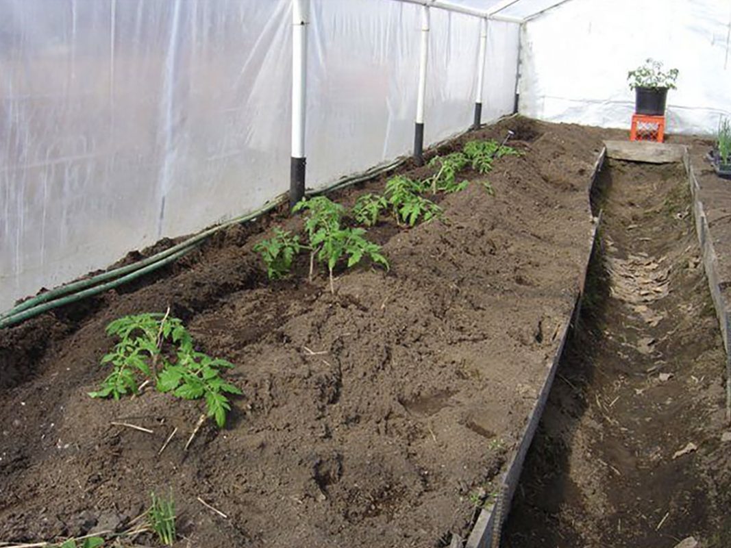 vegetable production using vortex structured water revitalizer