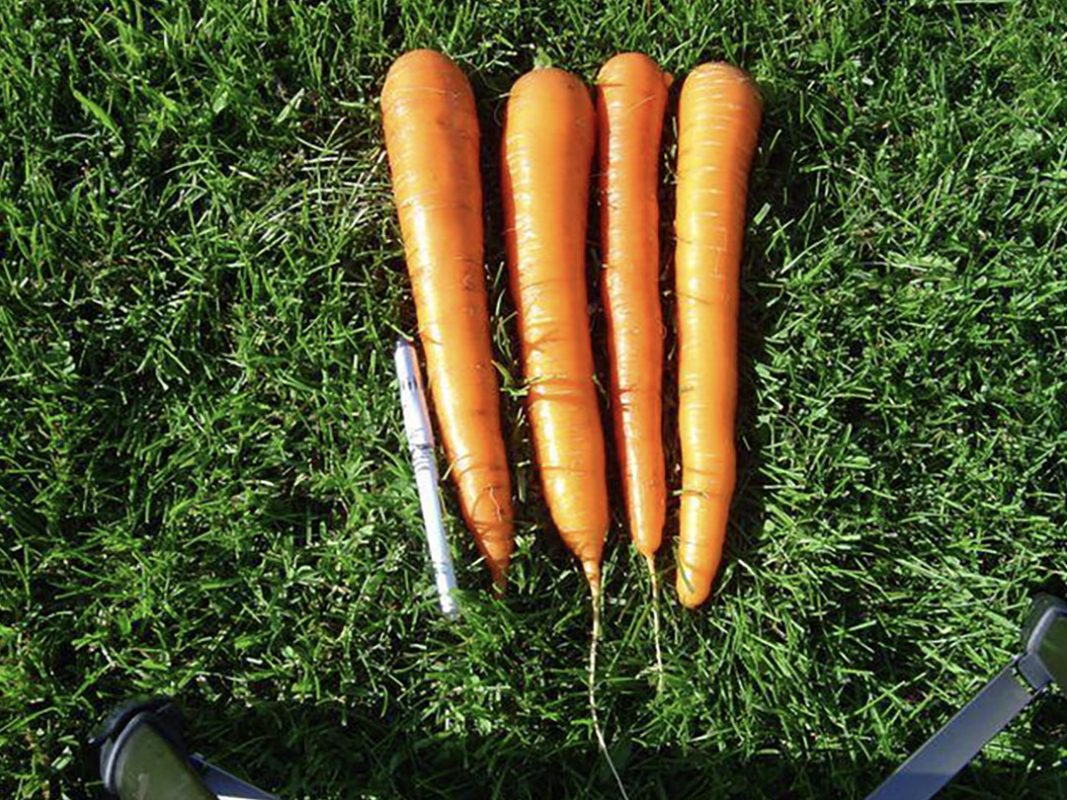 carrots produce using vortex structured water revitalizer