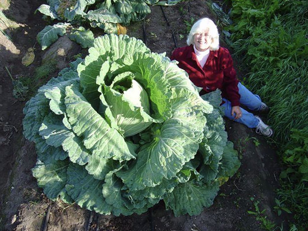 cabbage plant using vortex structured water revitalizer