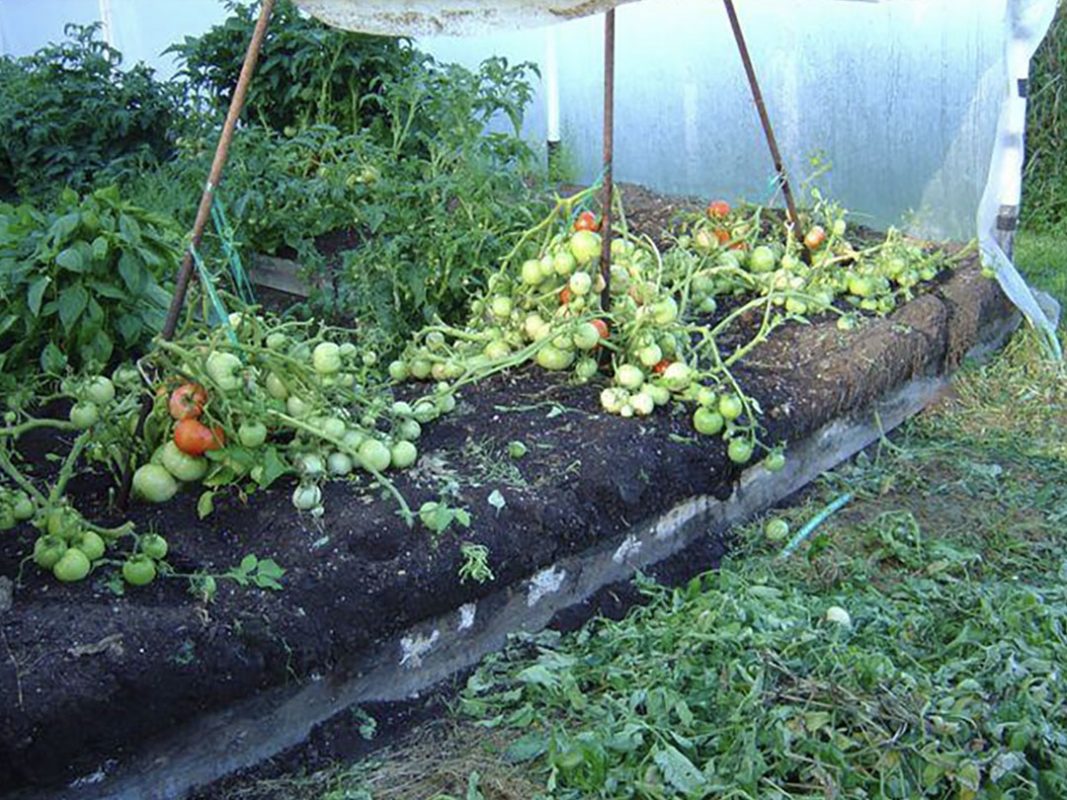 tomato plant using vortex structured water revitalizer