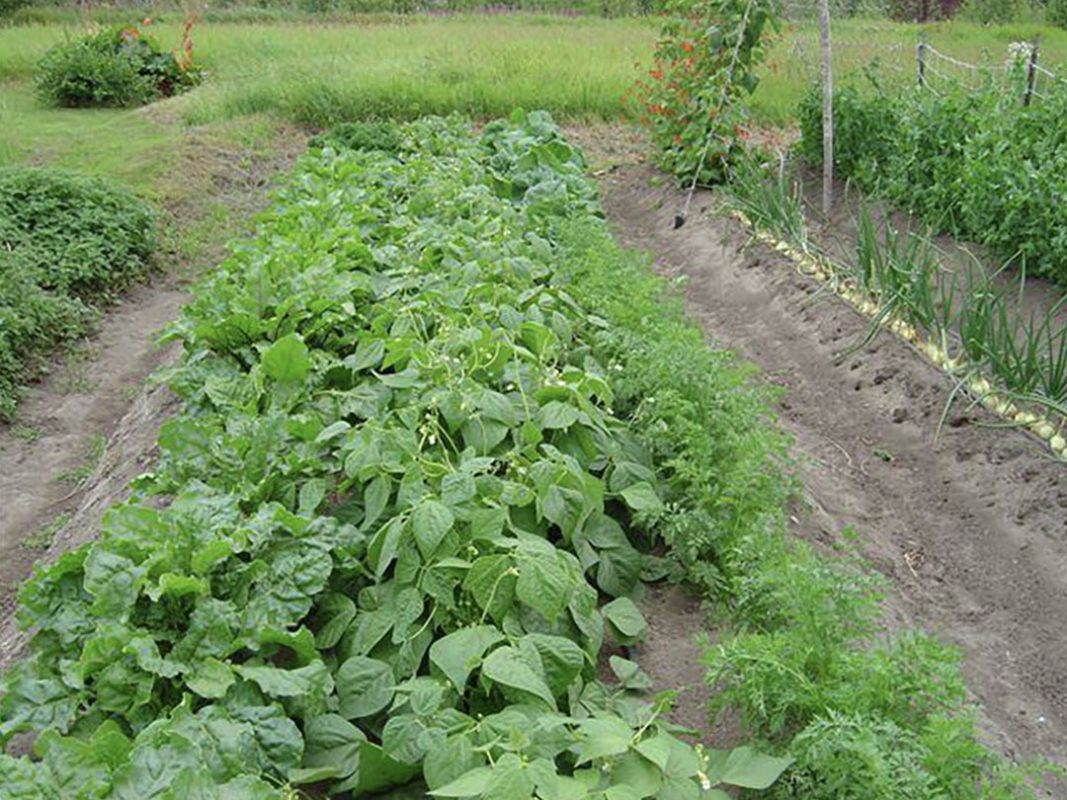 vegetable production using vortex structured water revitalizer