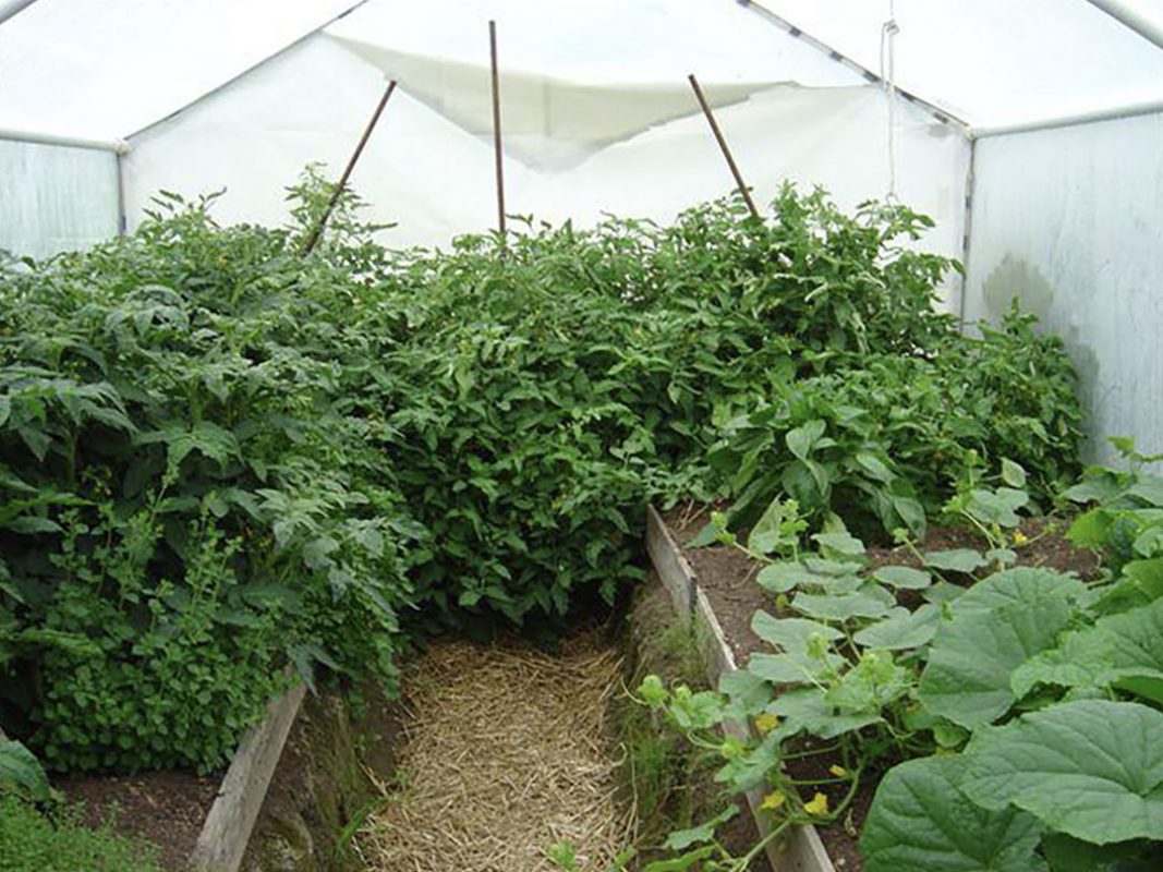 vegetable production using vortex structured water revitalizer