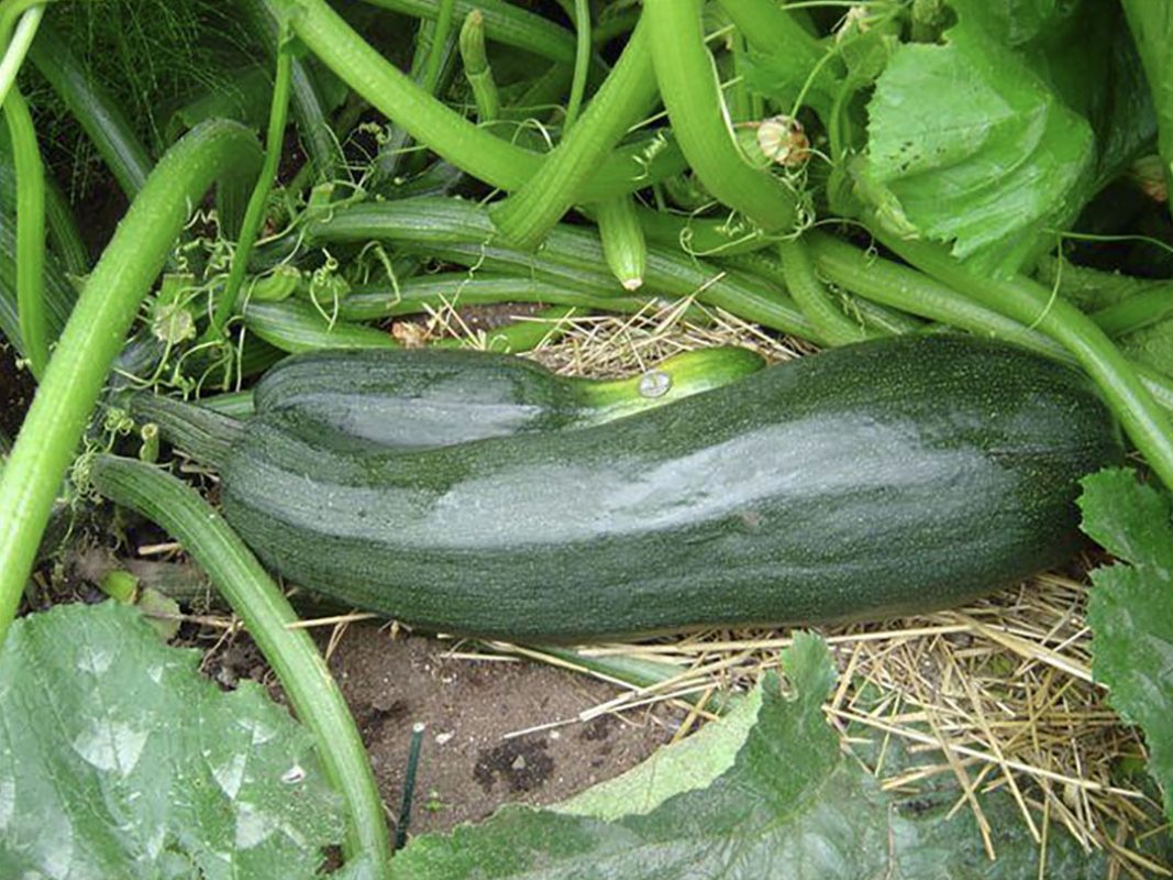 zucchini production using vortex structured water revitalizer