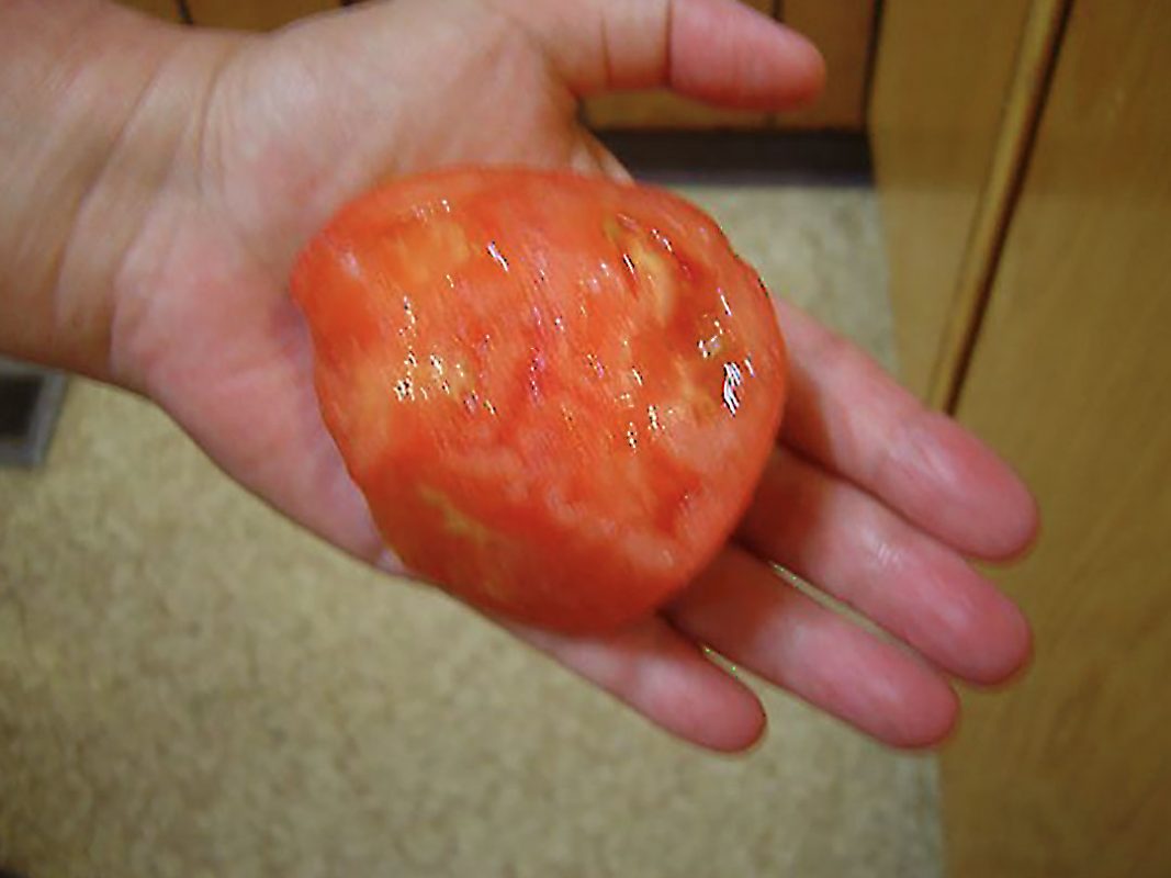 tomato production using vortex structured water revitalizer