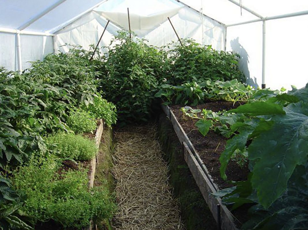 vegetable production using vortex structured water revitalizer