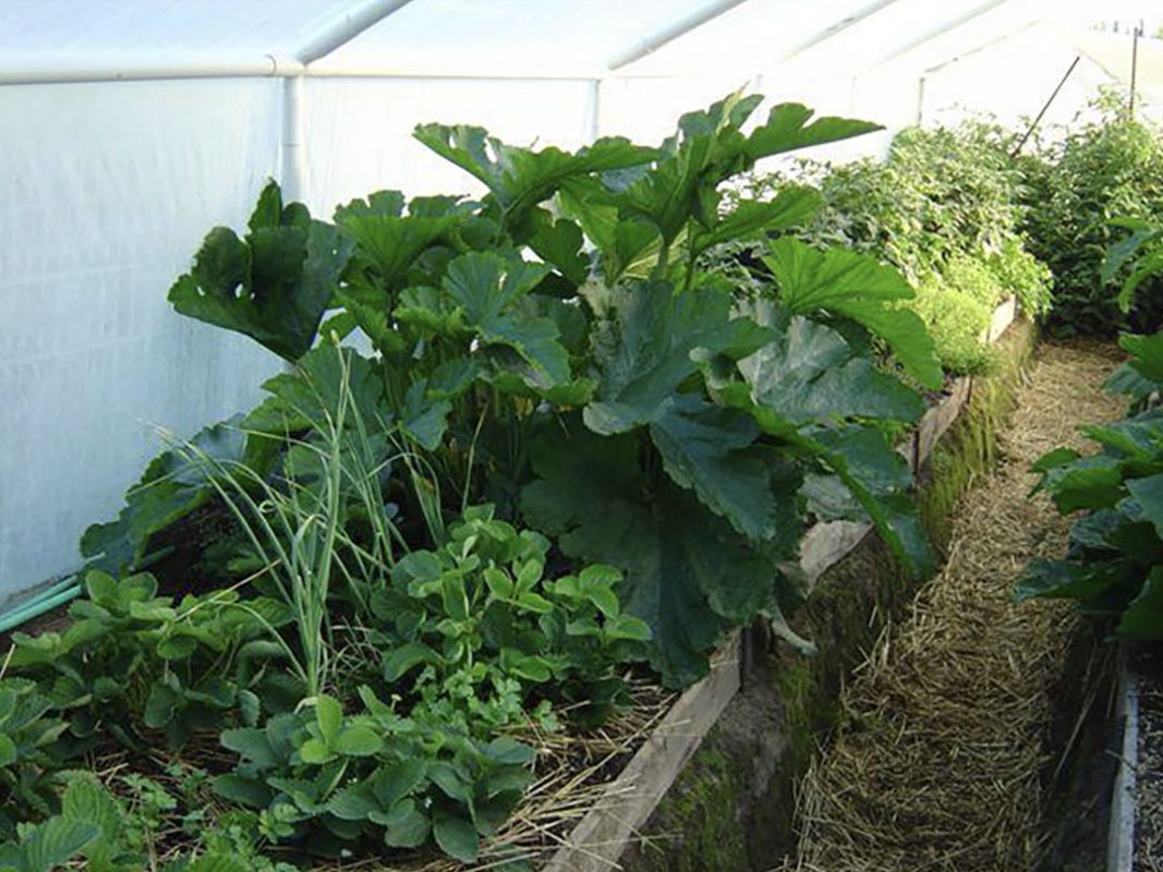 vegetable production using vortex structured water revitalizer