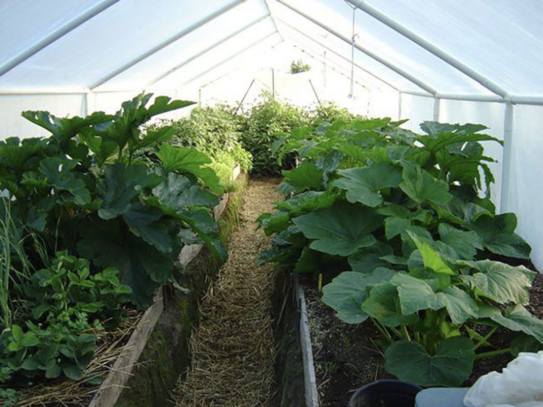 vegetable production using vortex structured water revitalizer