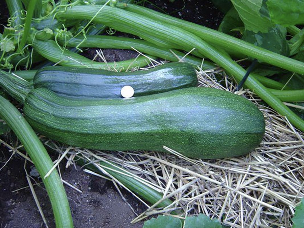 zucchini production using vortex structured water revitalizer