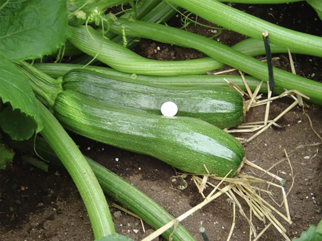 zucchini production using vortex structured water revitalizer