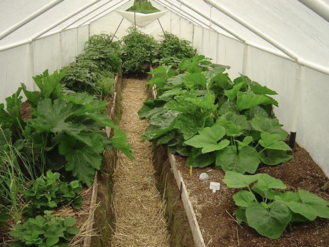 vegetable production using vortex structured water revitalizer