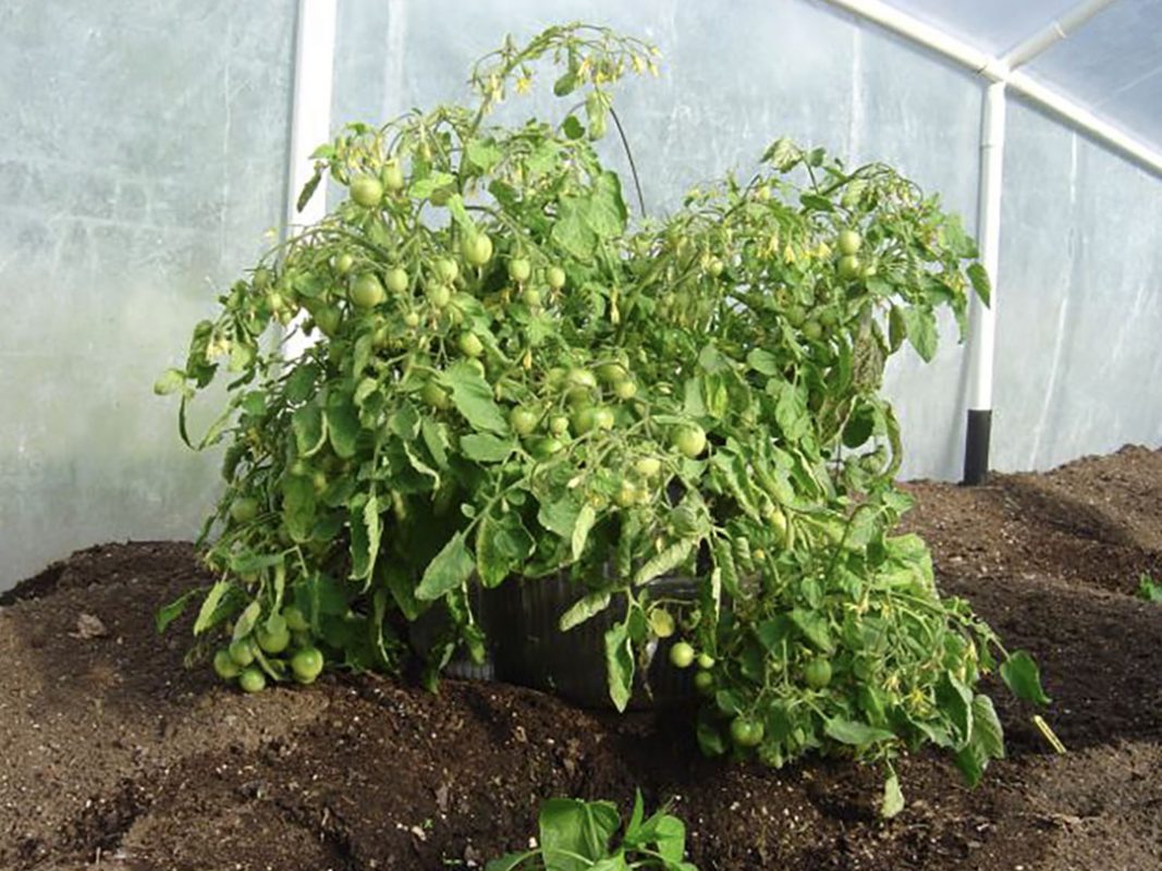 tomato plant using vortex structured water revitalizer