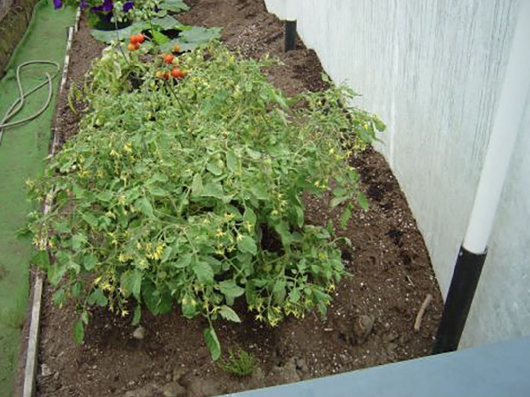 tomato plant using vortex structured water revitalizer