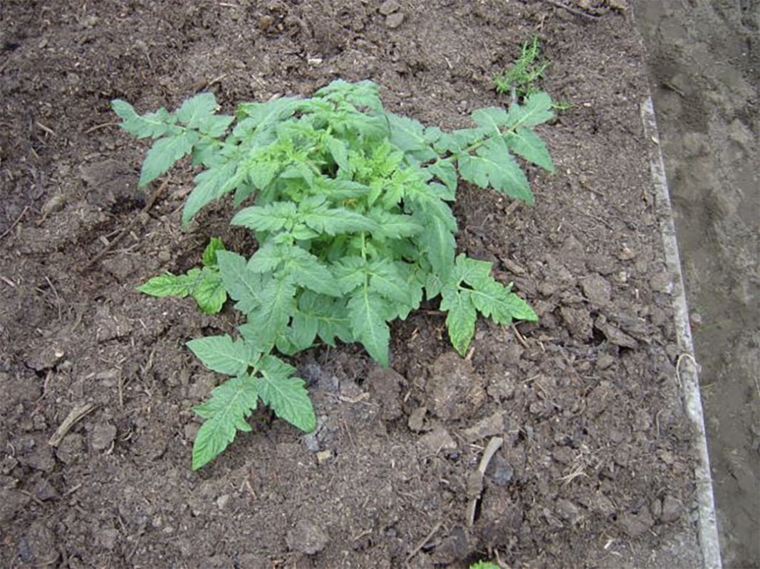 vegetable production using vortex structured water revitalizer