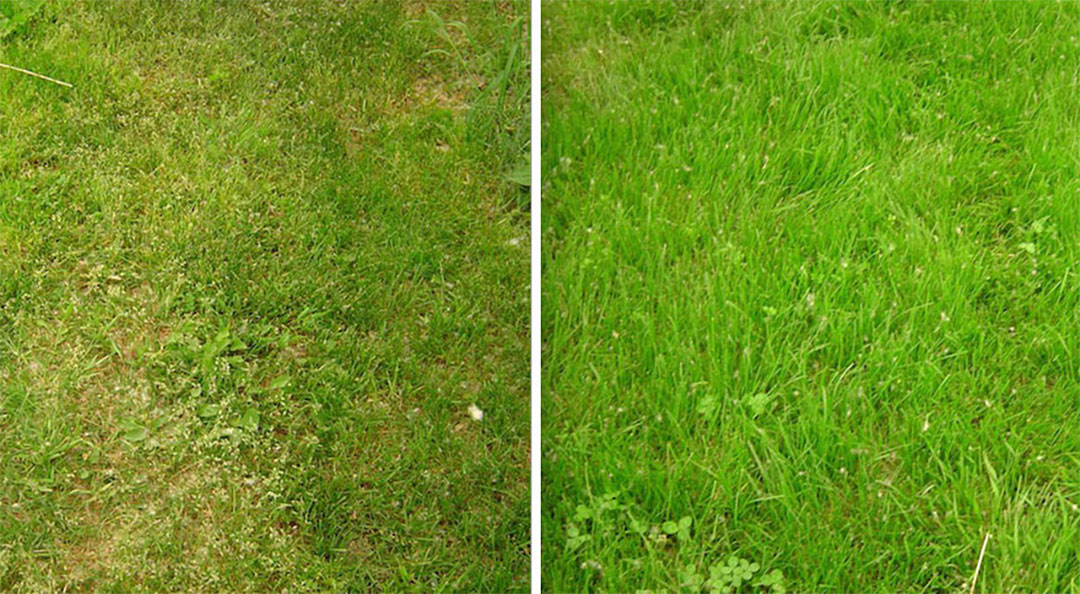 John Evans Grass Before and After