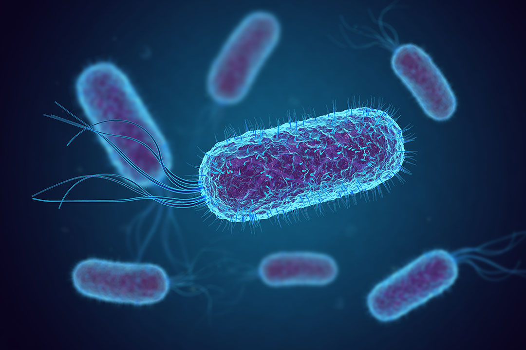 Escherichia Coli bacteria in water  