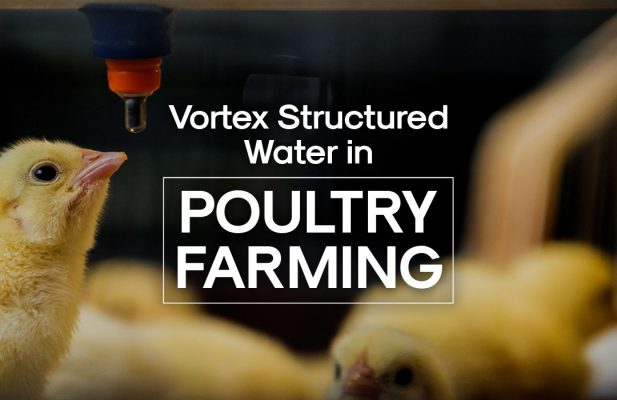 vortex structured water in poultry farming