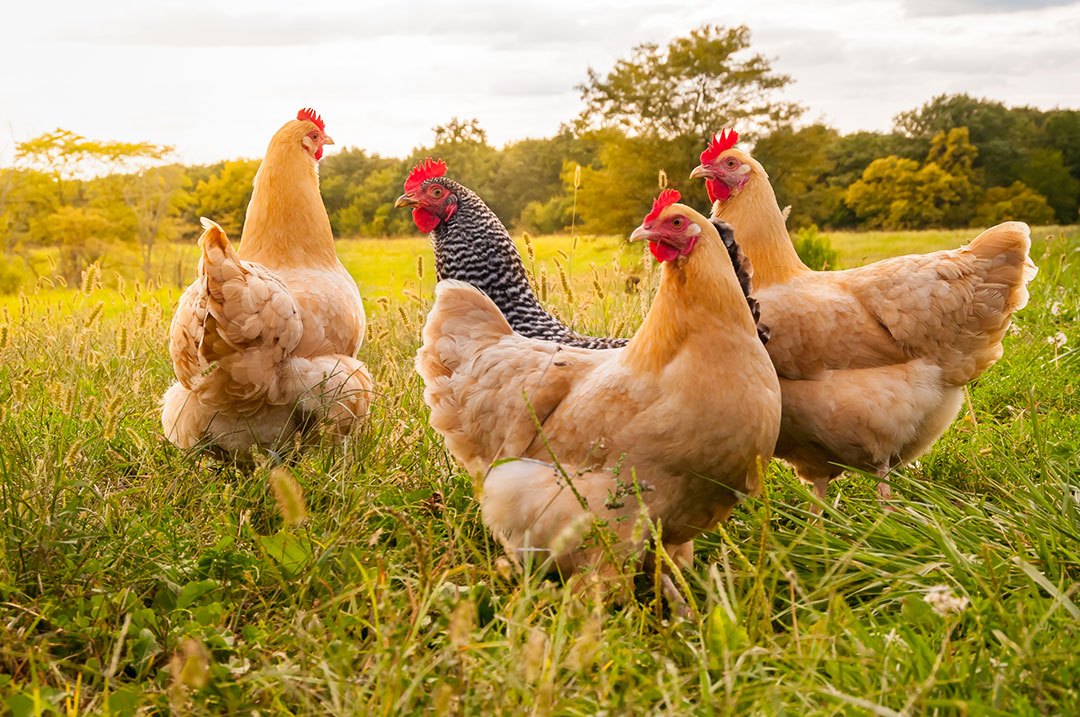 poultry farming water quality effects 