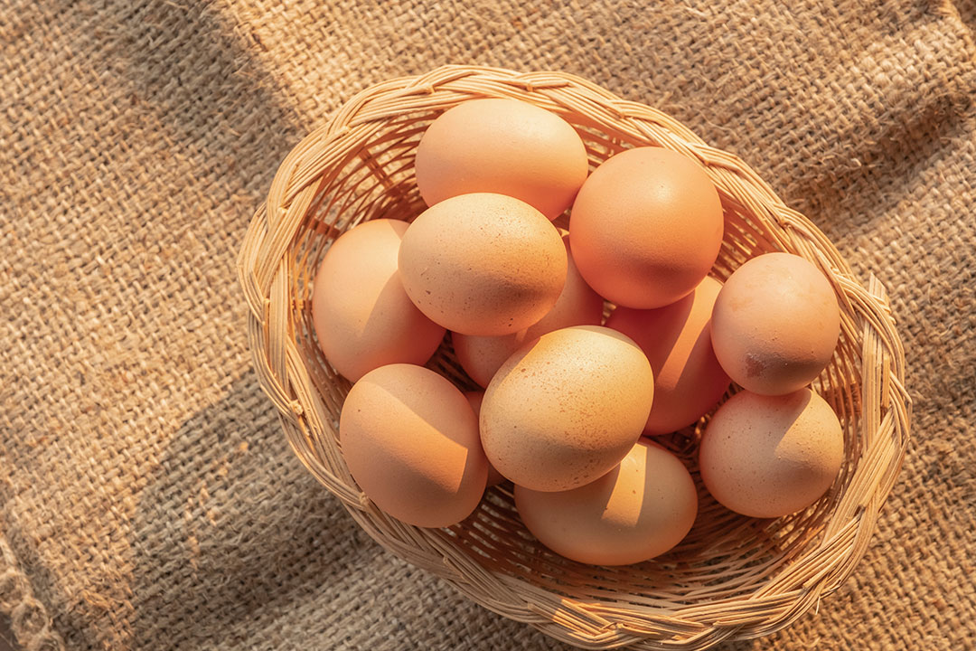 eggs in poultry farming