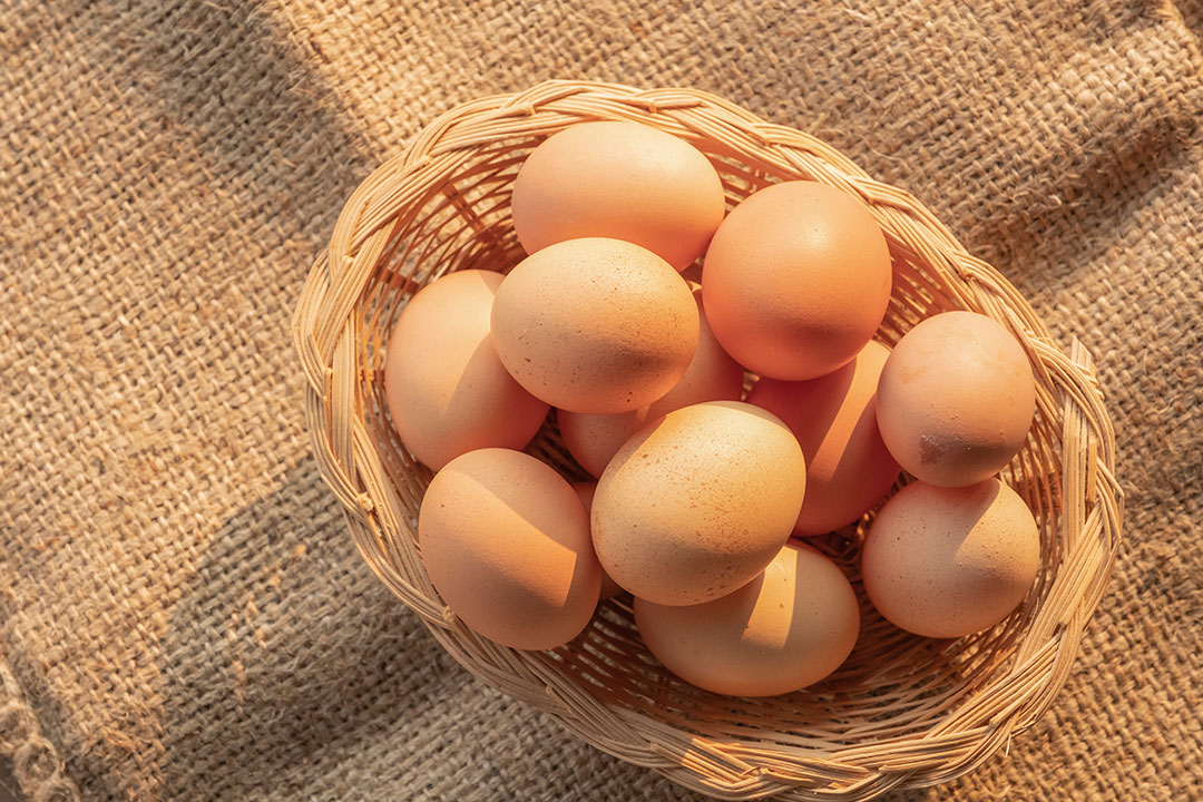 eggs in poultry farming