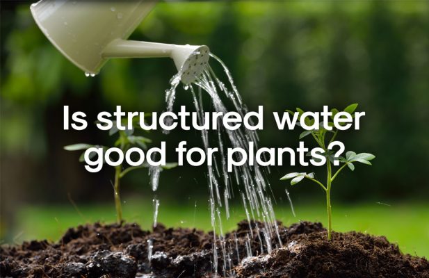 structured water for plants - The vortex water revitalizer