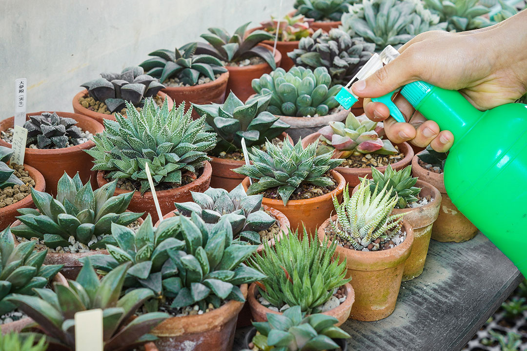 using structured water for plants 